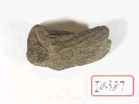 藏品(鹿掌骨)的圖片